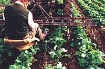 Afbeeldingen van Ferguson on the farm part one