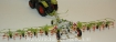 Afbeeldingen van Claas Volto 1320T